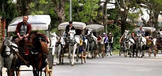 Hayvan hakları savunucuları: "35 değil, sıfır atlı fayton"